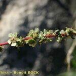 Bassia prostrata その他の提案