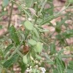 Berteroa incana Fruto