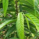 Annona reticulata Leaf