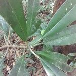 Manilkara bidentata Leaf