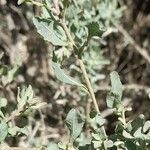 Atriplex undulata Leaf