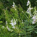 Galega officinalis Frucht