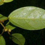 Ficus colubrinae Leaf