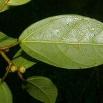 Ficus colubrinae List