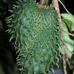 Annona muricata Fruit