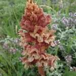 Orobanche alba Fula