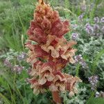 Orobanche alba Blüte