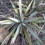 Yucca pallida Hábito