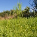 Equisetum palustreHostoa