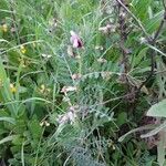 Vicia lutea Hàbitat