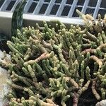 Crassula rupestris Blatt