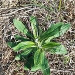 Pilosella officinarum Vaill.Leaf