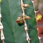 Euphorbia handiensis Frutto