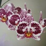Phalaenopsis spp. 整株植物