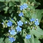 Brunnera orientalis Kvet