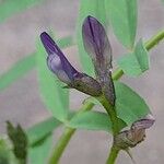 Astragalus crenatus Blüte