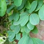 Exochorda racemosa Fulla