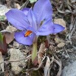 Iris verna Virág