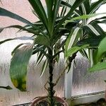 Dracaena fragrans موطن