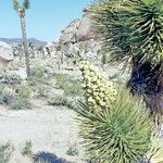 Yucca brevifolia Floro