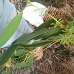 Eucalyptus globulus Leaf