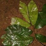 Antidesma laciniatum Хабит