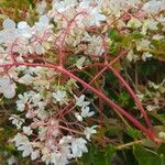Begonia minor Rusca
