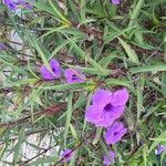 Ruellia simplex Blüte