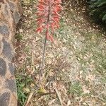 Aloe ellenbeckii Blüte