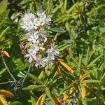 Ledum palustre Flower