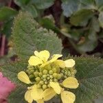 Brassica barrelieri 花