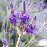 Lavandula pinnata Flower