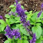 Salvia farinacea Flower