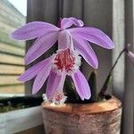 Pleione praecox Blomma