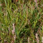 Persicaria decipiens 形態