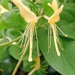 Lonicera japonica Flor