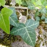 Hedera hibernica पत्ता