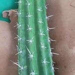 Cereus jamacaru Levél