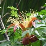 Adansonia za Flower