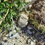 Leucanthemopsis alpina その他の提案