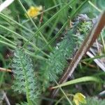 Pedicularis tuberosa Foglia