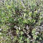 Thymus dolomiticus List