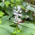 Maianthemum bifolium Blüte