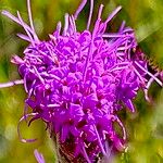 Carphephorus tomentosus Flor