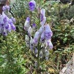 Aconitum variegatumFlower