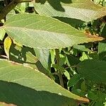 Aristotelia chilensis Fuelha