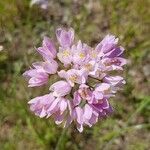 Allium roseum Flower