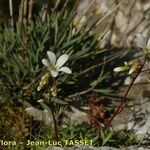 Saxifraga fragilis Квітка