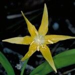 Erythronium grandiflorum 花