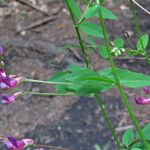 Vicia dumetorum Virág